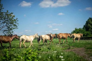 Кумыс Башкортостана: Национальный бренд и традиции производства